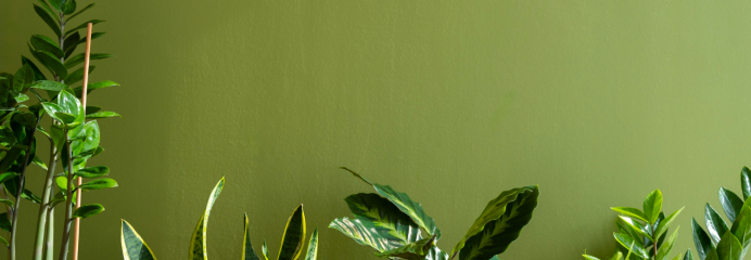 Lịch sử phát triển